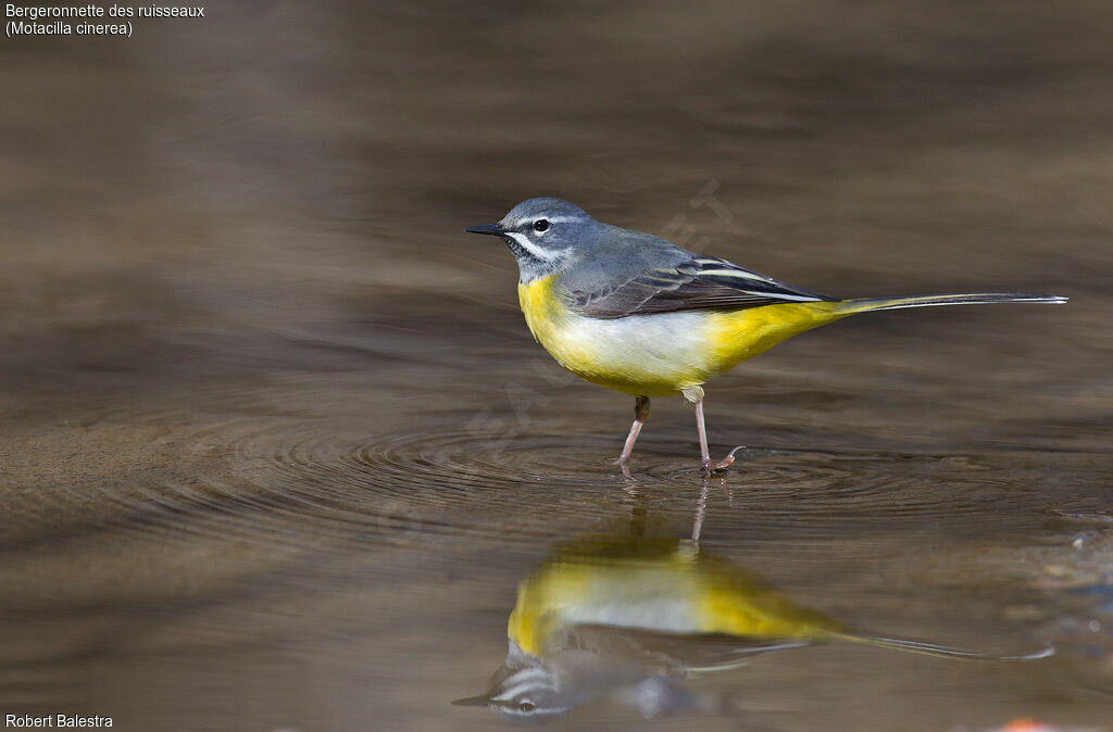 Grey Wagtail