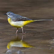 Grey Wagtail