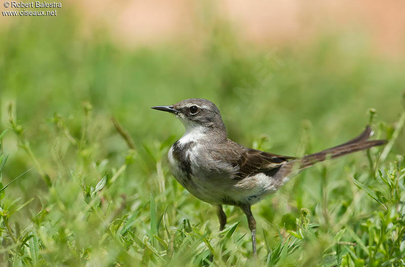 Cape Wagtail