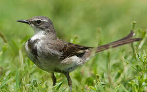 Cape Wagtail