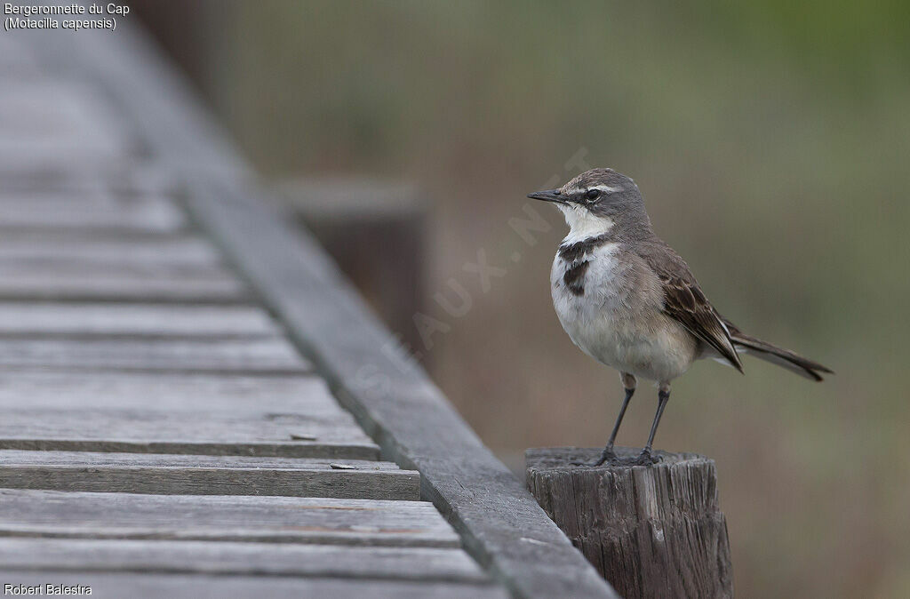 Cape Wagtail