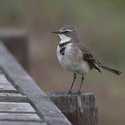 Cape Wagtail