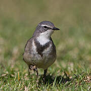 Cape Wagtail