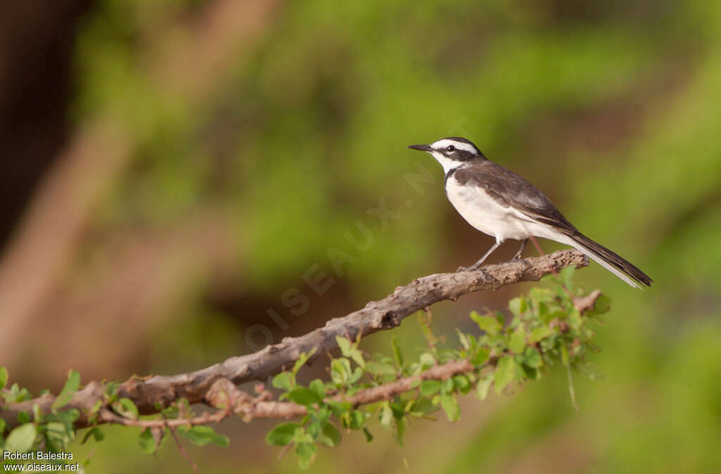 Mekong Wagtail, identification