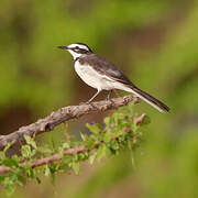 Mekong Wagtail