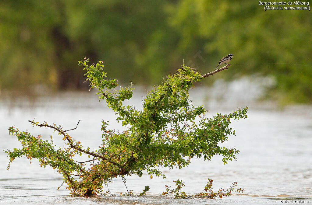 Mekong Wagtail male, song