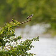 Mekong Wagtail