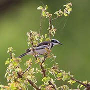 Mekong Wagtail