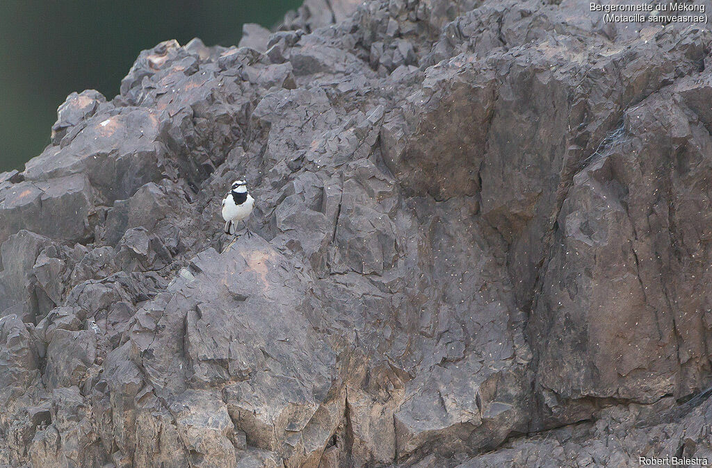 Mekong Wagtail