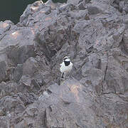 Mekong Wagtail