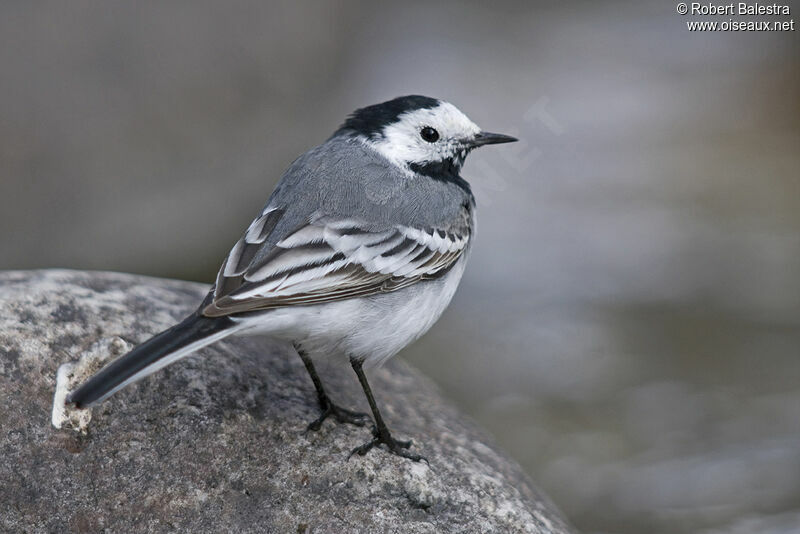 White Wagtail