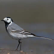 White Wagtail