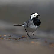 White Wagtail