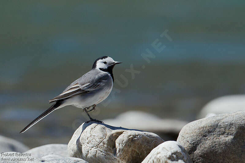 White Wagtail