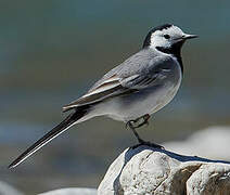 White Wagtail