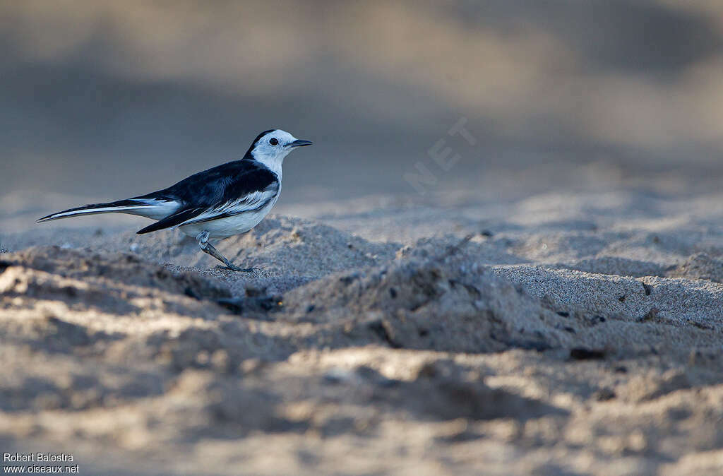 White Wagtail