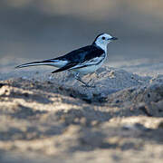 White Wagtail