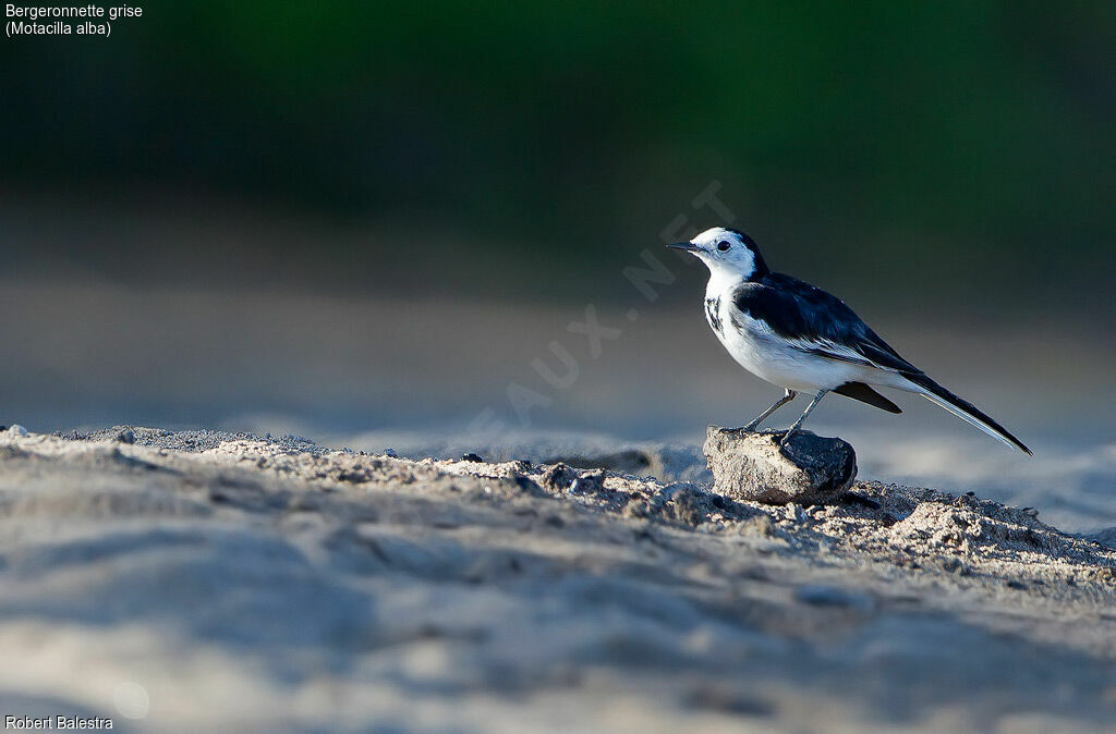 White Wagtail