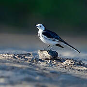 White Wagtail