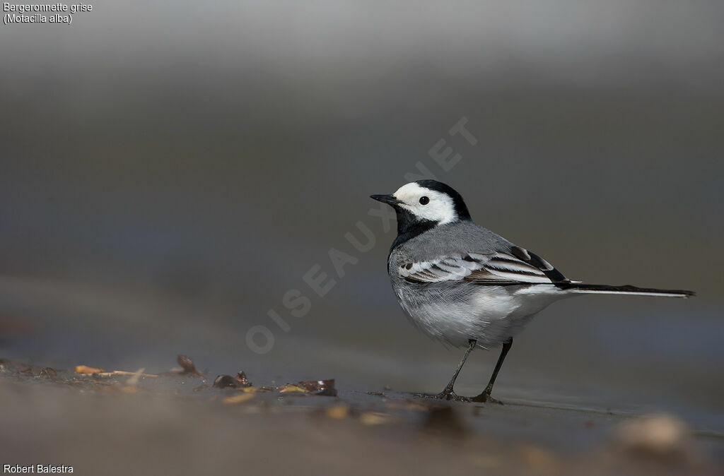 White Wagtail male