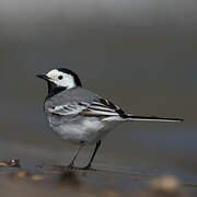 White Wagtail