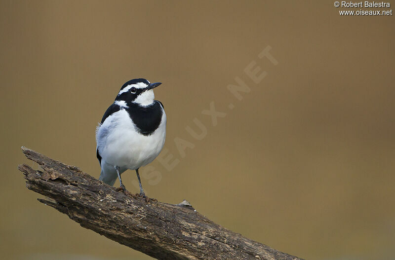 African Pied Wagtail