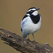 African Pied Wagtail