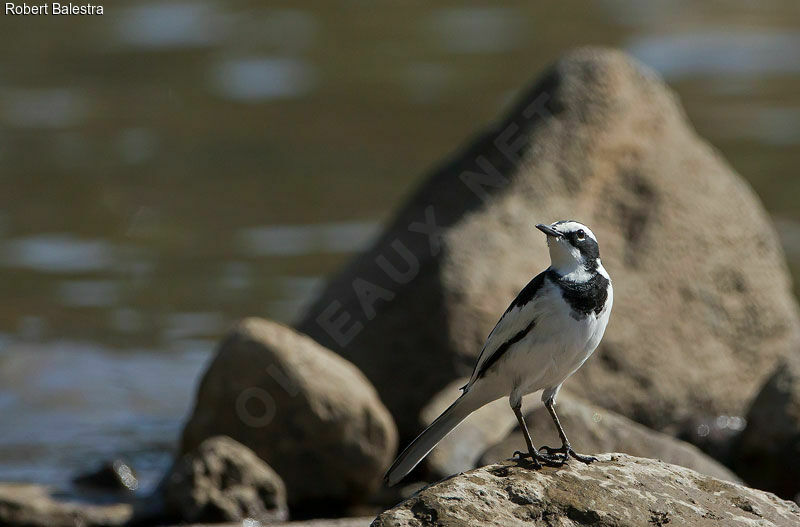 African Pied Wagtail