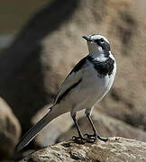 African Pied Wagtail