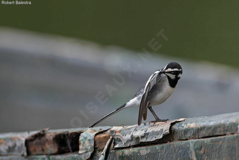 African Pied Wagtail