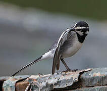 African Pied Wagtail