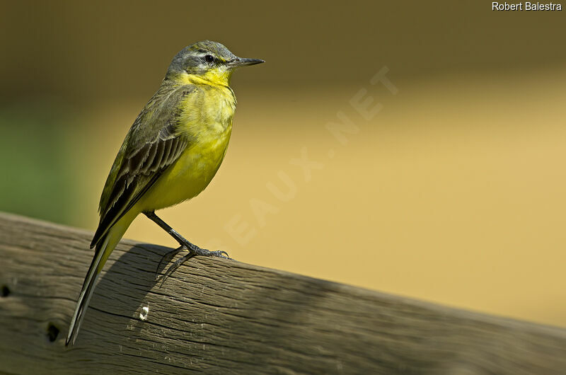 Western Yellow Wagtail