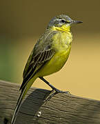 Western Yellow Wagtail