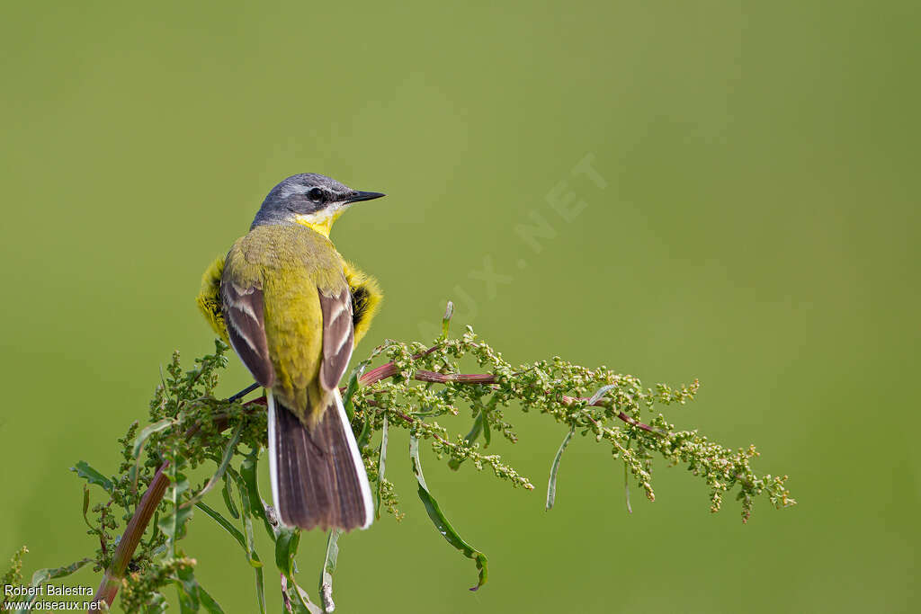 Western Yellow Wagtail