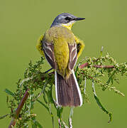 Western Yellow Wagtail