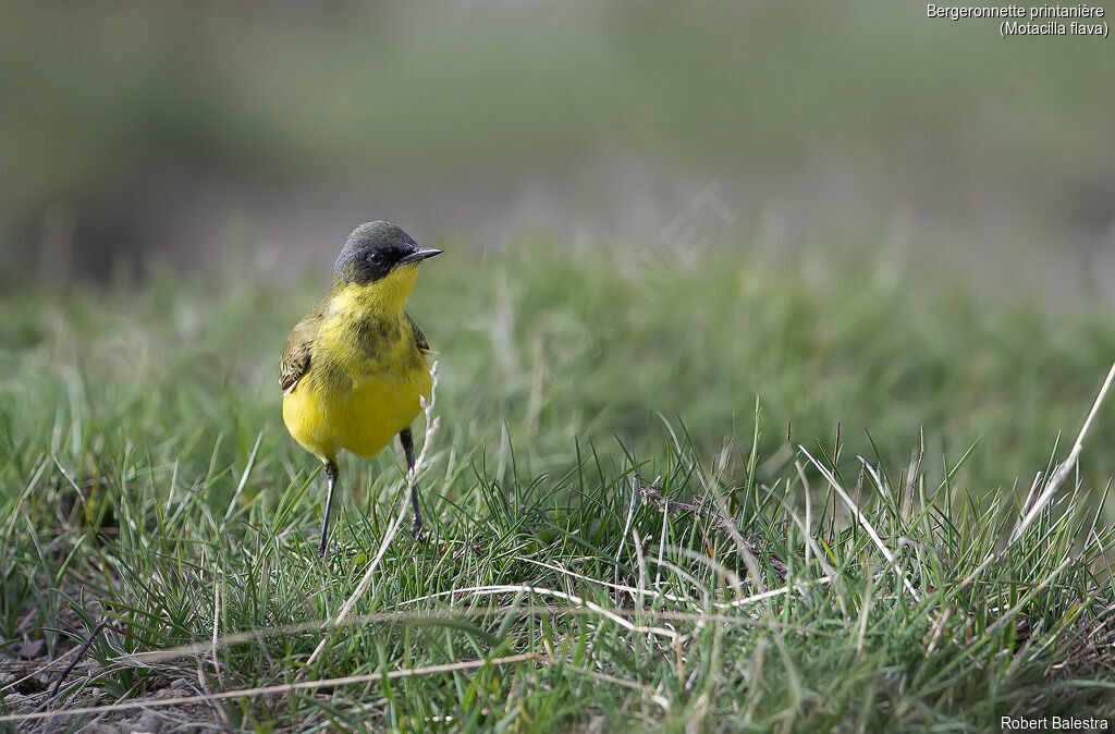 Western Yellow Wagtail