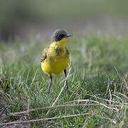 Western Yellow Wagtail