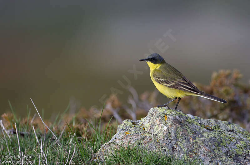 Western Yellow Wagtail male adult breeding, pigmentation