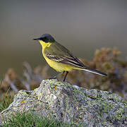 Western Yellow Wagtail