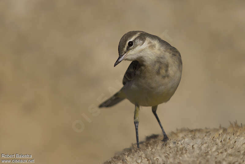 Western Yellow Wagtailjuvenile, identification