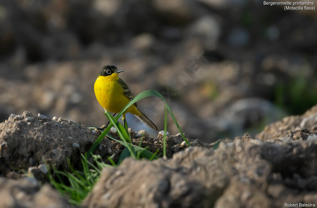 Western Yellow Wagtail