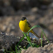 Western Yellow Wagtail