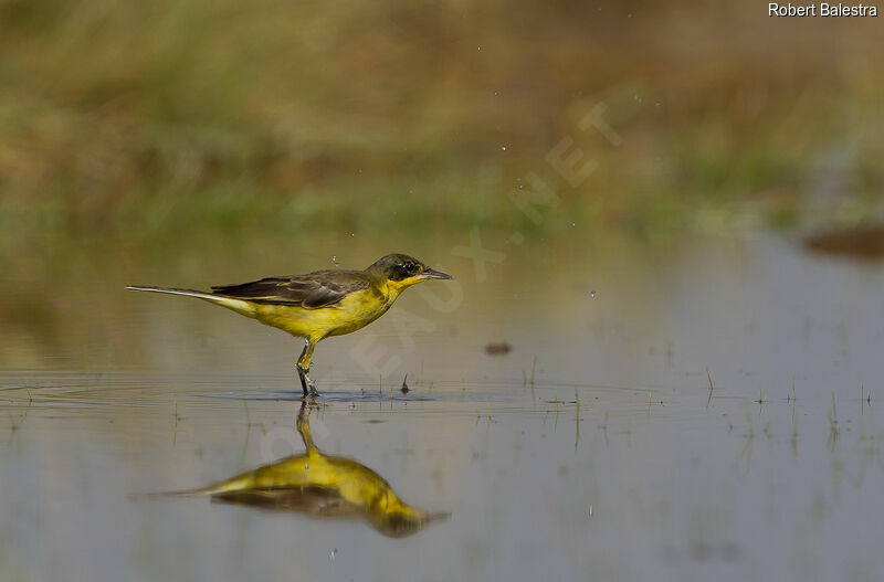 Western Yellow Wagtail