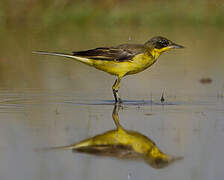 Western Yellow Wagtail