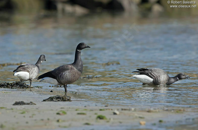 Brant Goose