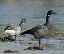 Brant Goose