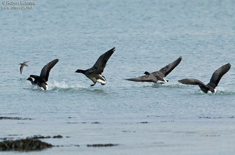 Brant Goose