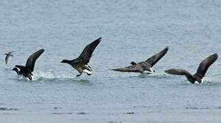 Brant Goose