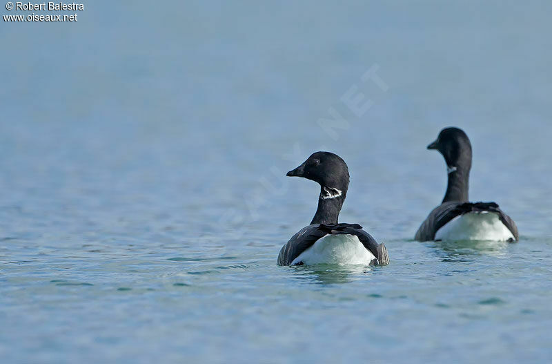 Brant Goose