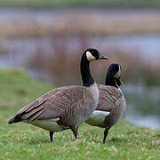 Canada Goose